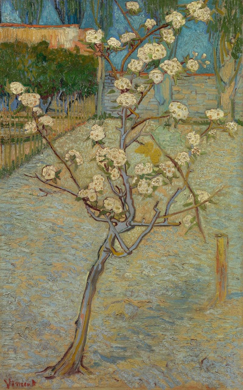 Small pear tree in blossom 1888  l Courtesy of Amsterdam - Vincent Van Gogh Foundation